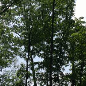 野鳥たちのさえずりの画像