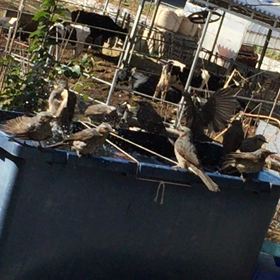 ヒヨドリの画像