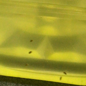 ミジンコ～マクロレンズ欲しいねの画像