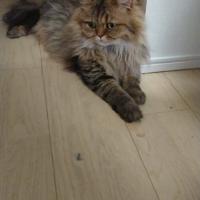 GW後のぽっちゃりの画像