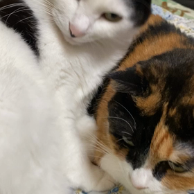 割り込み王子の画像