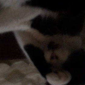 猫の洗顔の画像