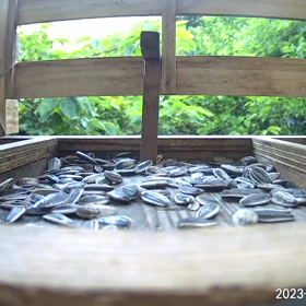 すぎぴたんの事件簿シーズン3　289話（子ヤマガラ）の画像