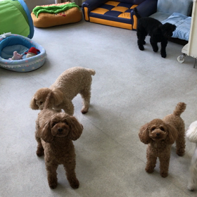 ♪プレイルーム動画♪④の画像