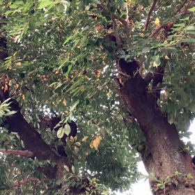 夏 はじめましたの画像