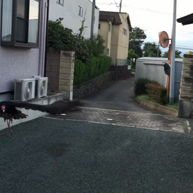 ヒメコンドル…バードショー復帰近し！の画像