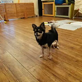 遊び中～の画像