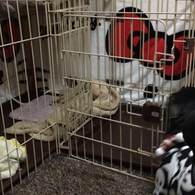 おかしな行動…の画像