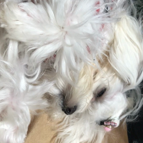 仲良く寝てるきらちゃんとりんちゃんですの画像