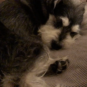 ナイトフーバーの画像