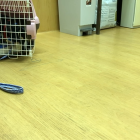 お利口過ぎだわよ〜。の画像