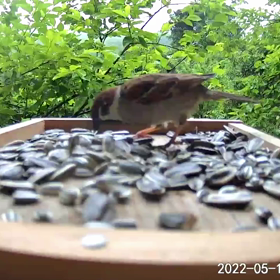 すぎぴたんの事件簿　シーズン２　２６２話（スズメ親子）の画像