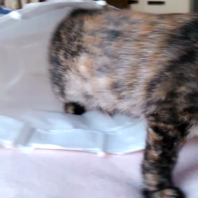 楽しい～の画像