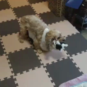 レスリング？の画像