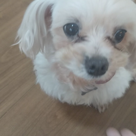 お手&お代わりの画像