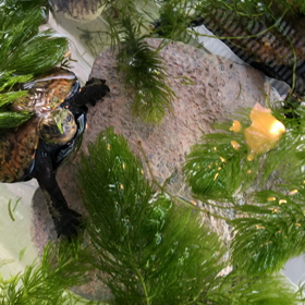 まだ眠そうなカメさん？！の画像