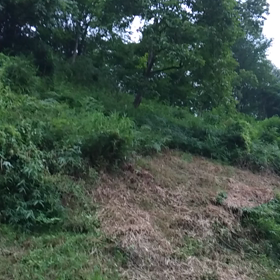 ヒグラシの画像