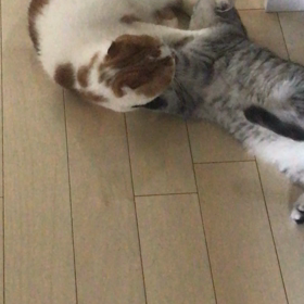 蹴りぐるみ…じゃないよ^^;の画像