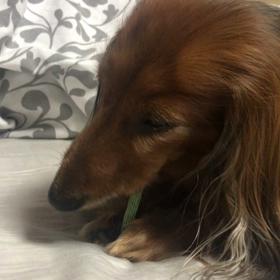 ヴィオラの歯磨きの画像