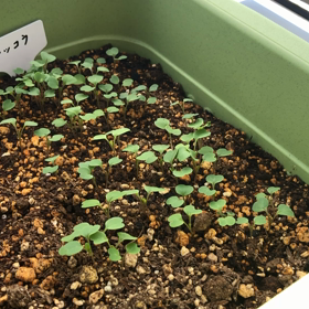 ベランダ菜園  動画編   14日目の画像