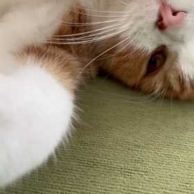 よし動画行くよの画像