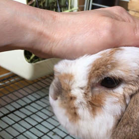 ももちゃんのバースデーでしたの画像