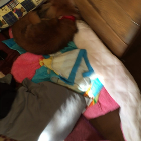 [優しさがなくなる…] マロンの画像