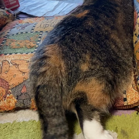 むぎ:家族3年311日めの画像