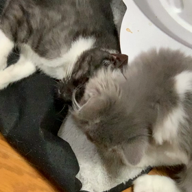 アイス君　投薬11日目の画像