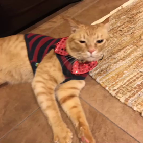 従姉妹のにゃんこおしゃべり動画の画像