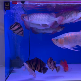龍と泰國虎魚の狂喜乱舞！！の画像