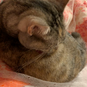 夜のお手入れは大事でしゅ！！の画像