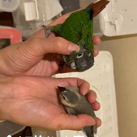 販売中のホオミドリアカオウロコインコのご紹介の画像