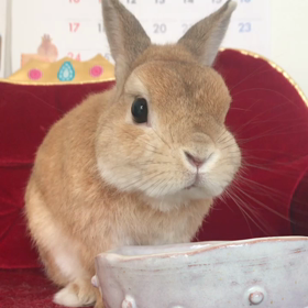 みんな 朝は、ごはん派？パン派？ ぼくは。。。の画像