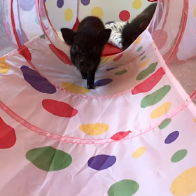 くろちゃん隊長！の画像