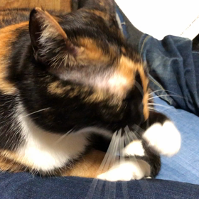 ただひたすらの画像