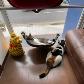 ９月の保護猫カフェ　ねこごこちの画像