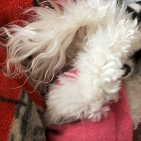 たまらん可愛いさの画像