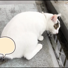 今日のテンの画像