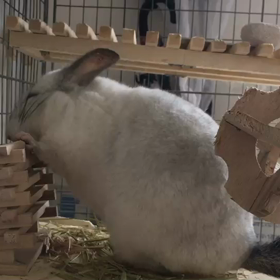 破壊の王子様の画像