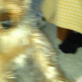 レオンとレモンの画像