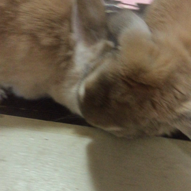 好き好き攻撃の画像