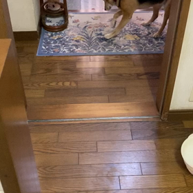 #犬のいる生活の画像