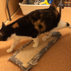 アンヨは上手♬の画像