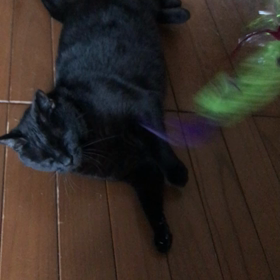 転がる子の画像