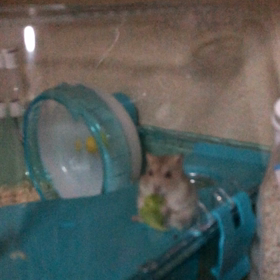 うちのハムスターコッパーくんの画像