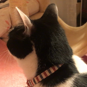 猫じゃらしタイムの画像