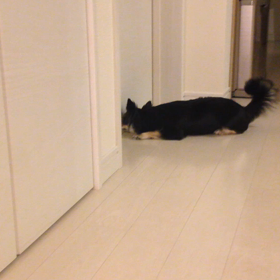 お風呂大好き麦茶の画像