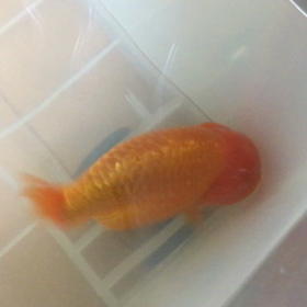 ランチュウの画像