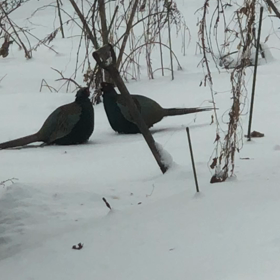 鳥は大変の画像